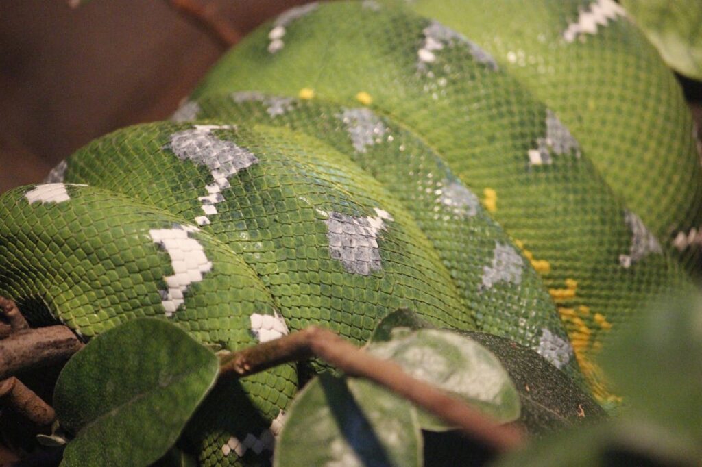 Detailed view of a green tree python's scales as it rests on a branch.