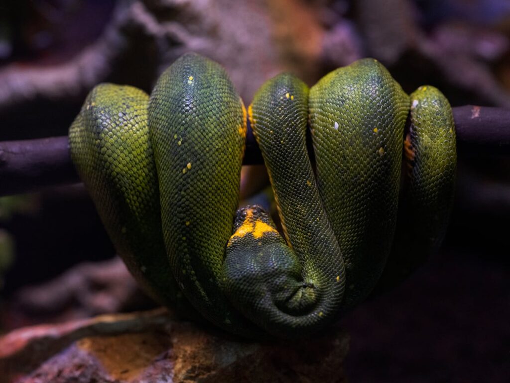 Vibrant green tree python elegantly coiled on branch, showcasing its natural beauty.