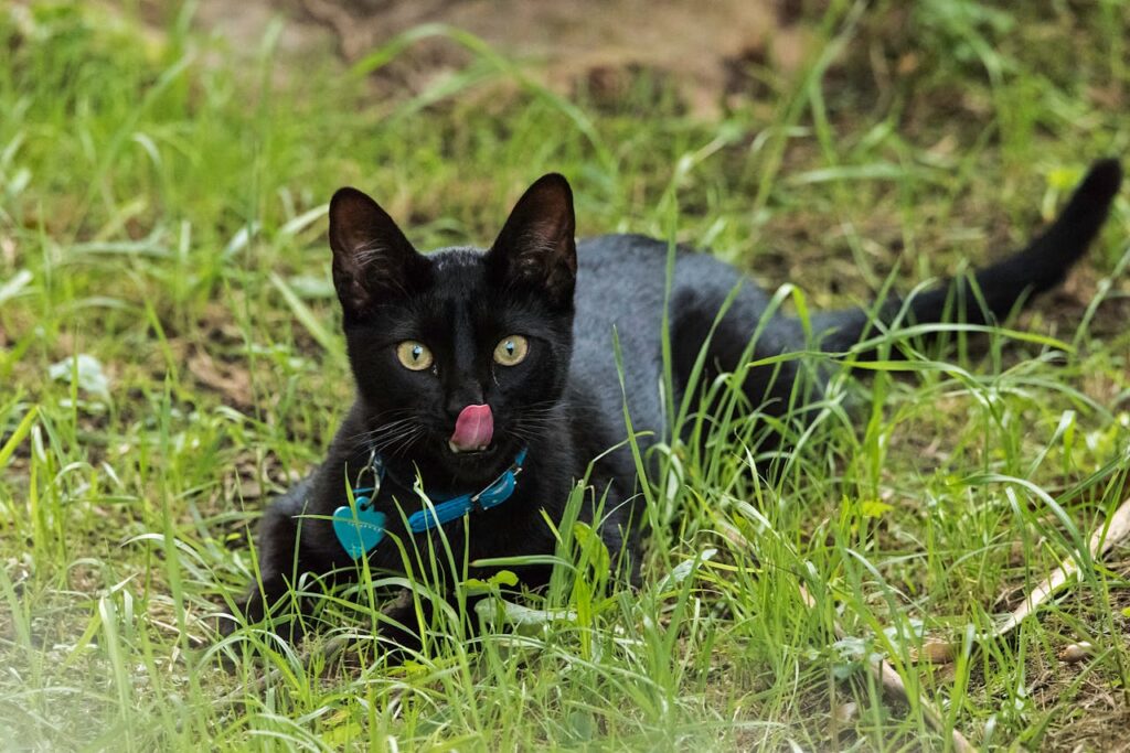 A black cat with a blue collar lying in green grass outdoors.