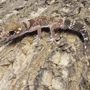 Australian Barking Gecko For Sale