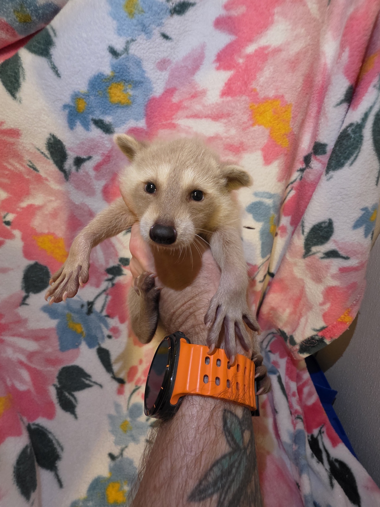 Baby Raccoons for sale - Image 4