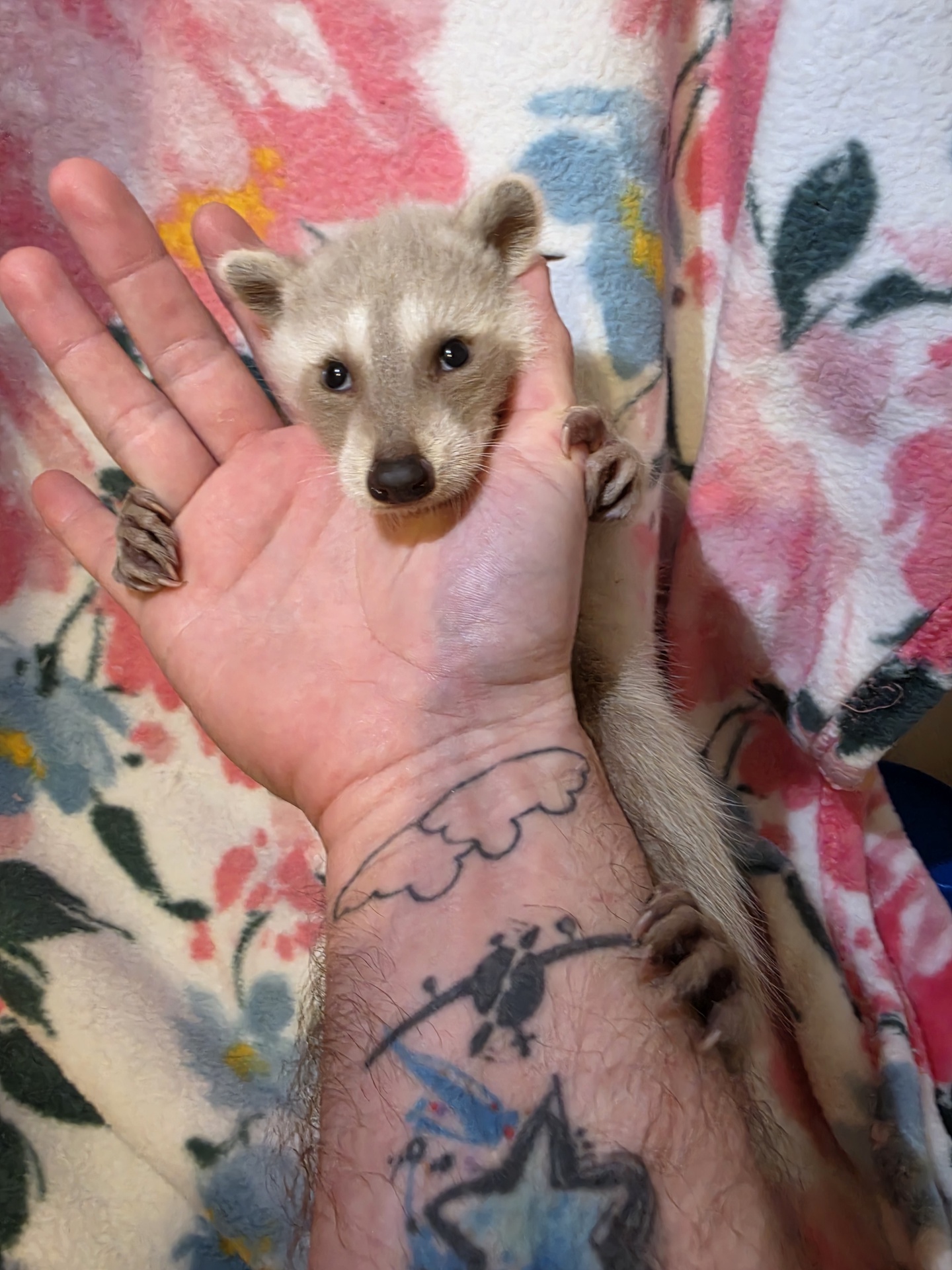 Baby Raccoons for sale - Image 3