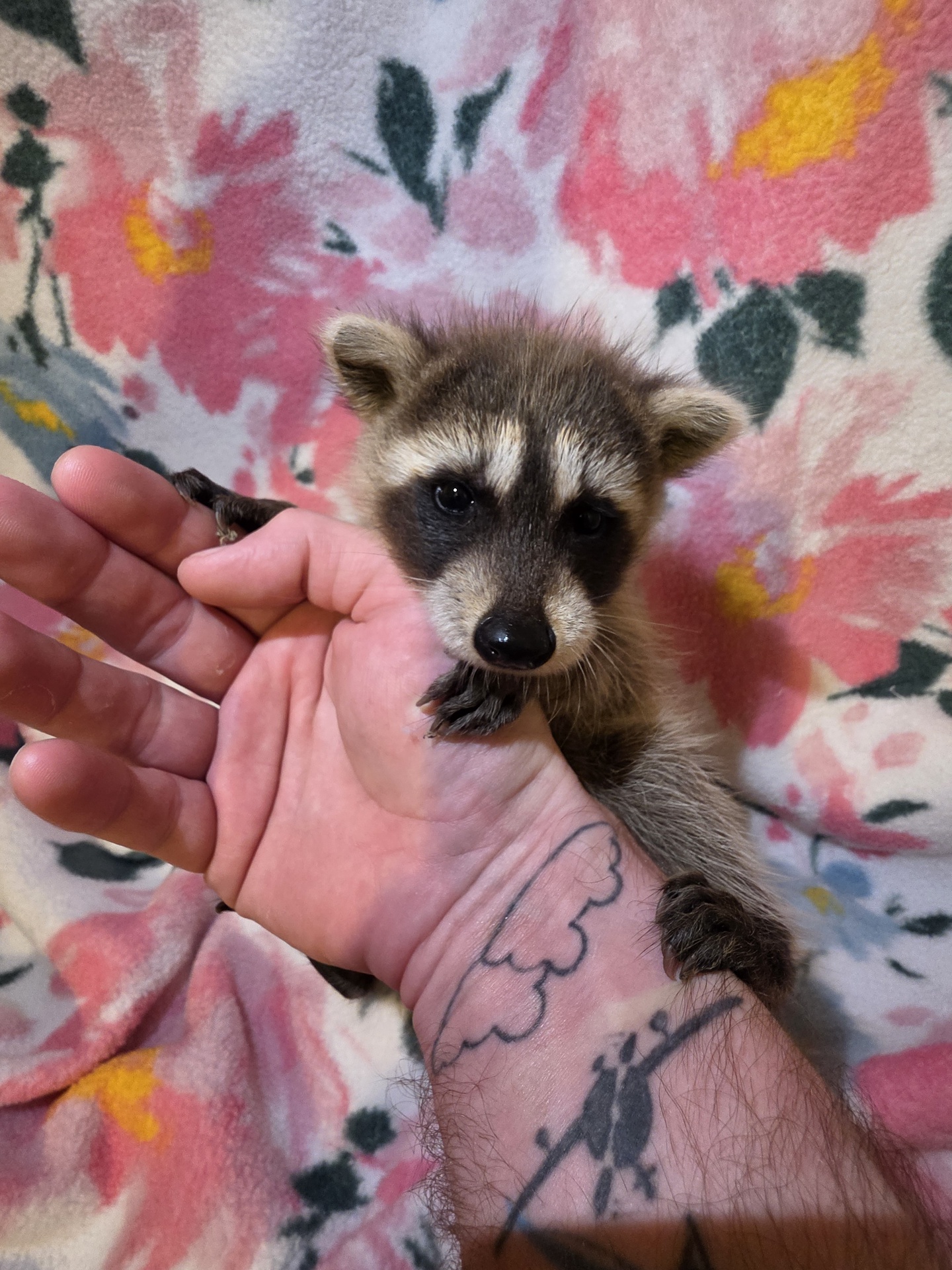 Baby Raccoons for sale - Image 2