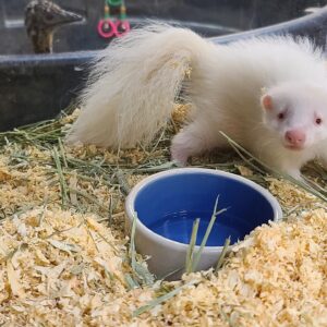 Baby Skunks For Sale