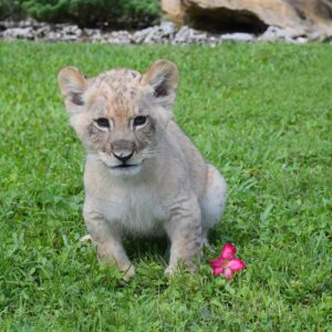 Baby lion for sale