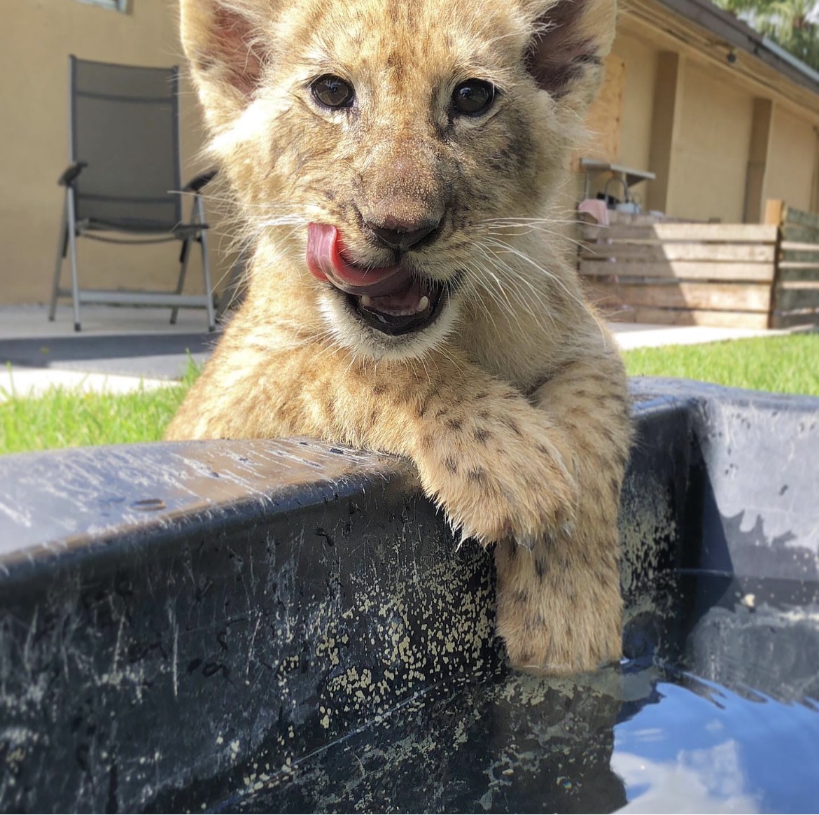 Baby lion for sale - Image 3