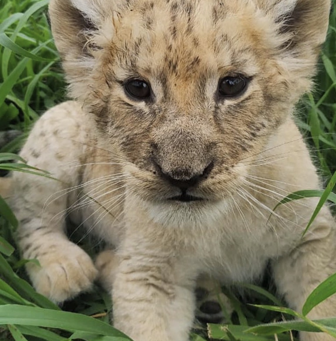 Baby lion for sale - Image 2