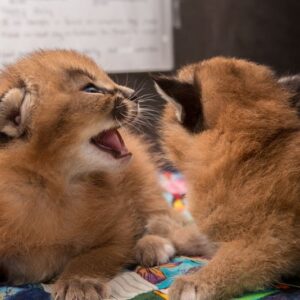 Caracal cat for sale USA