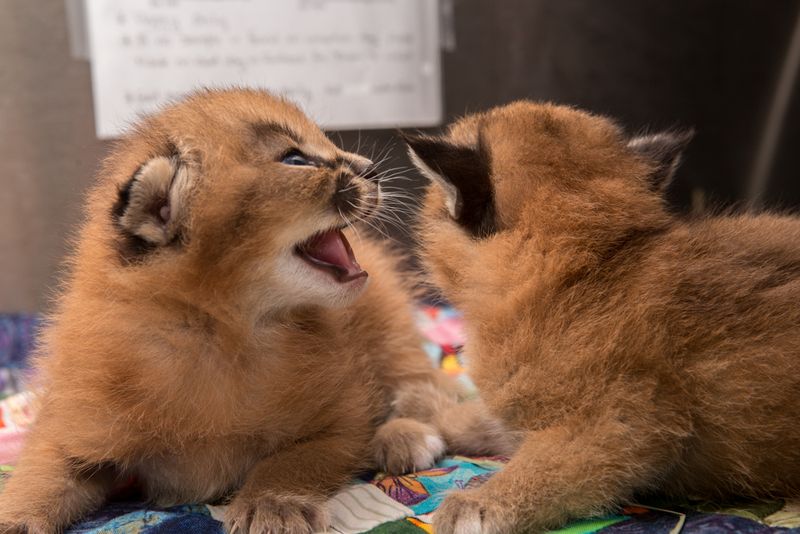 Caracal cat for sale USA