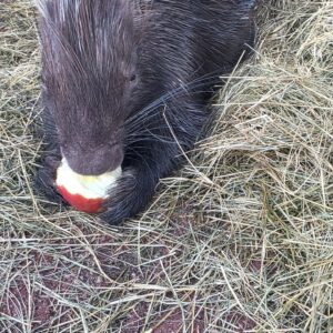Adults Crested Porcupine for sale