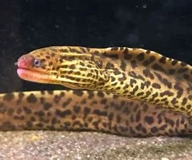 Freshwater Moray Eel for sale
