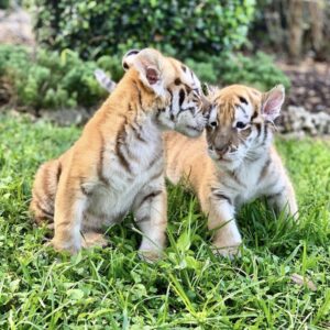 Siberian Tiger Cubs For Sale