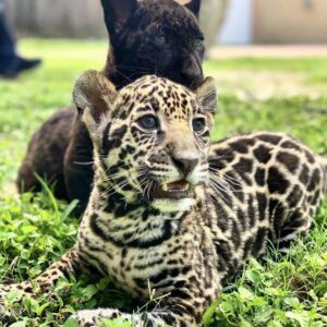 Jaguar cub for sale