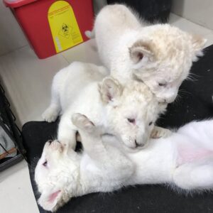White Lion Cub For Sale