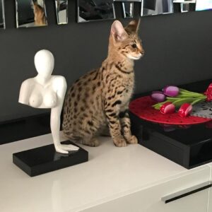 f1 savannah cat for sale