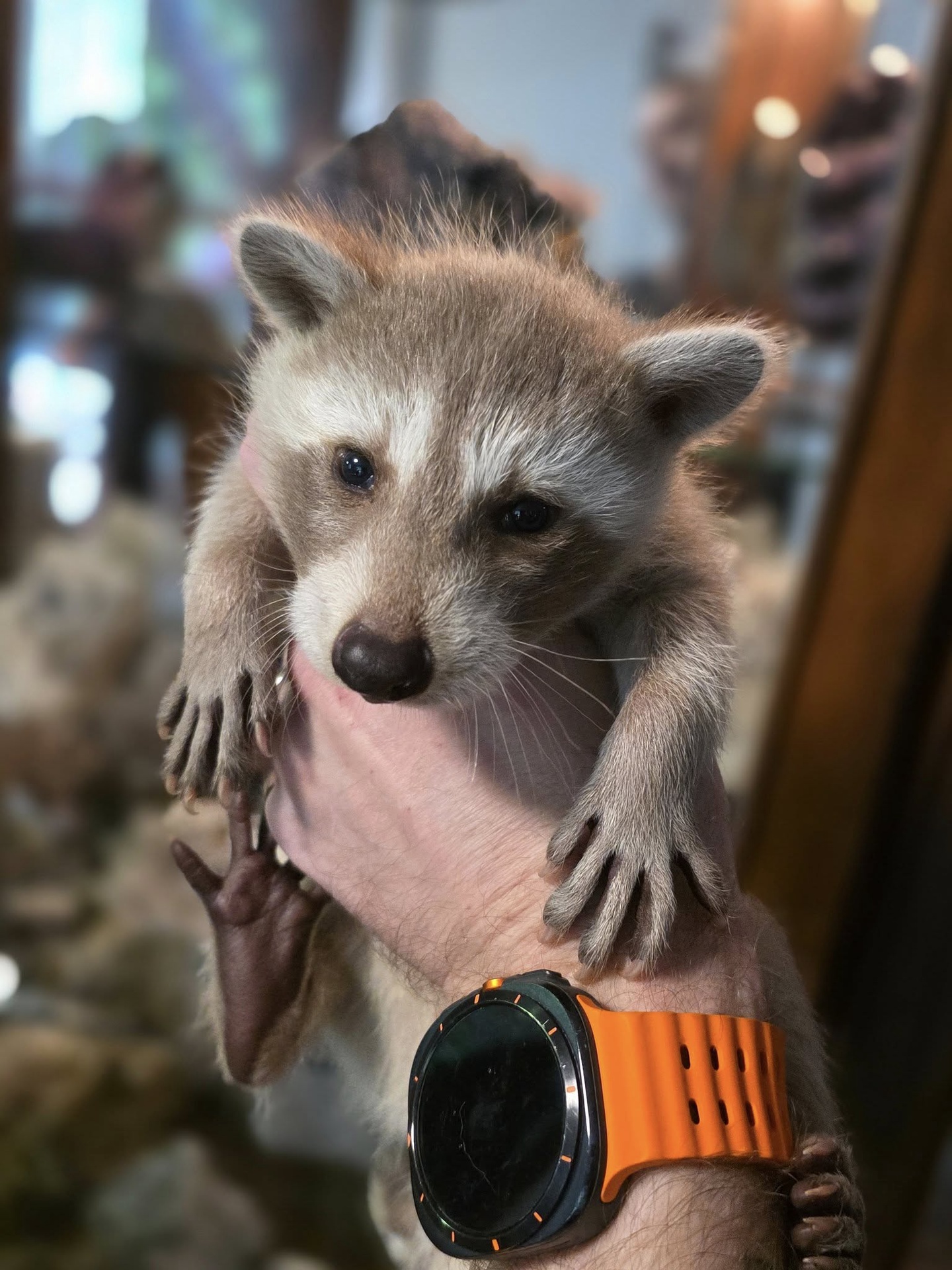 Baby Raccoons for sale - Image 7