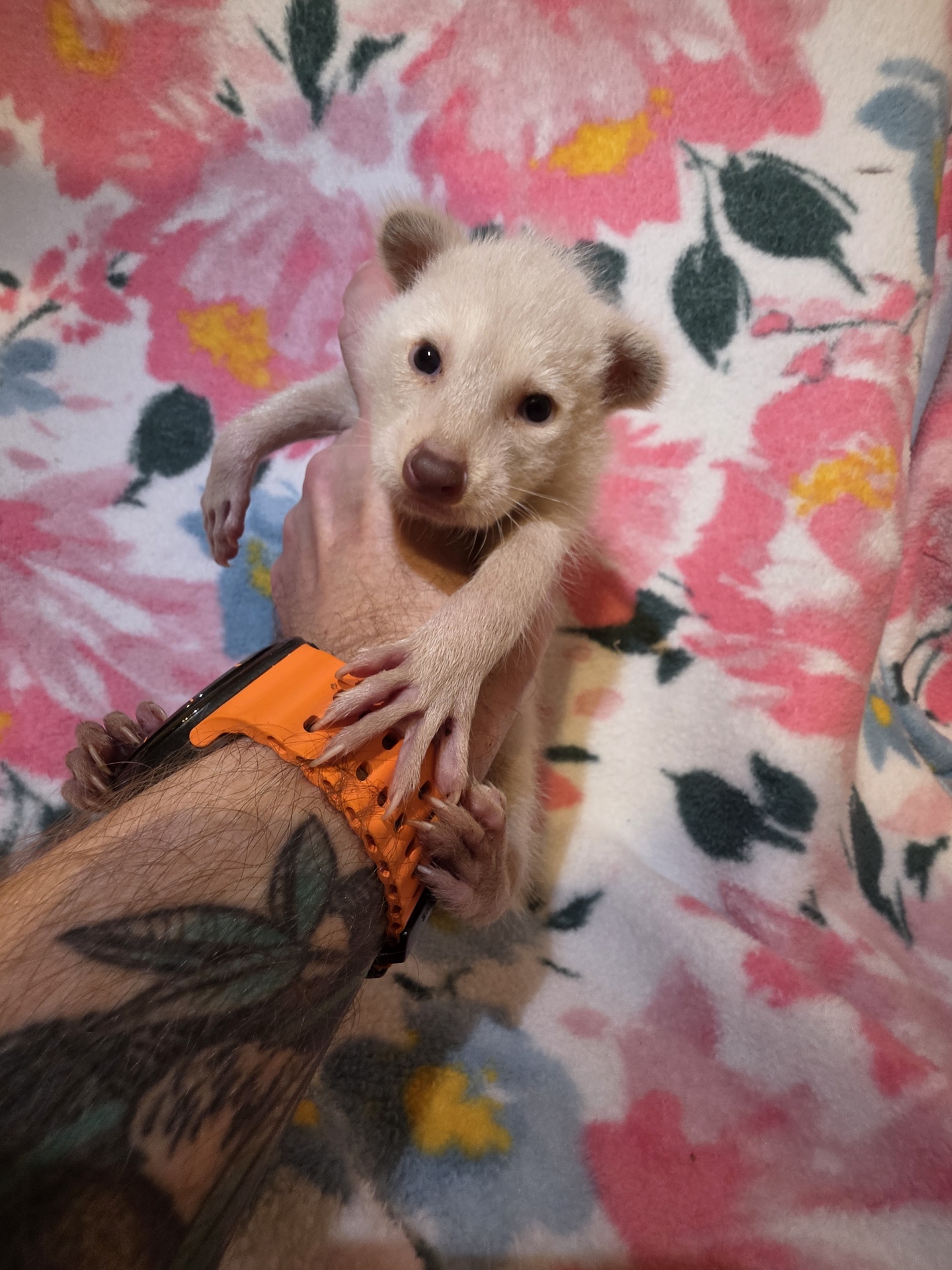 Baby Raccoons for sale - Image 5