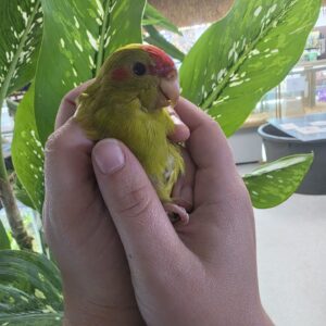 kakariki birds for sale