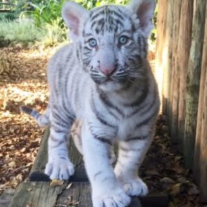 Baby white tiger cub for sale