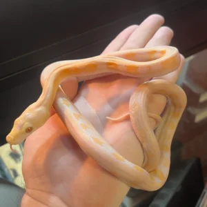 Albino tiger reticulated python for sale