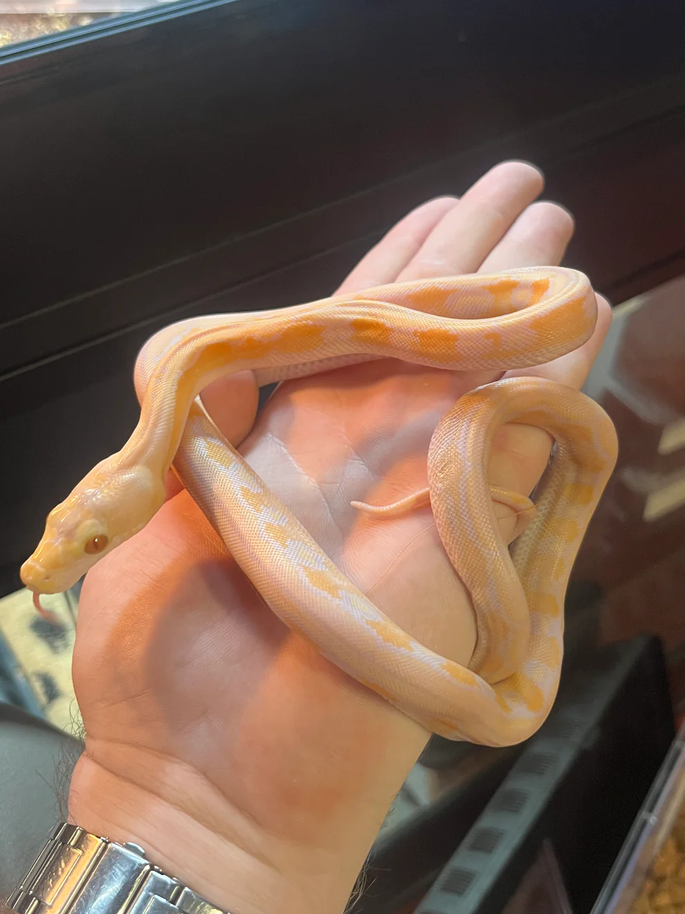 Albino tiger reticulated python for sale