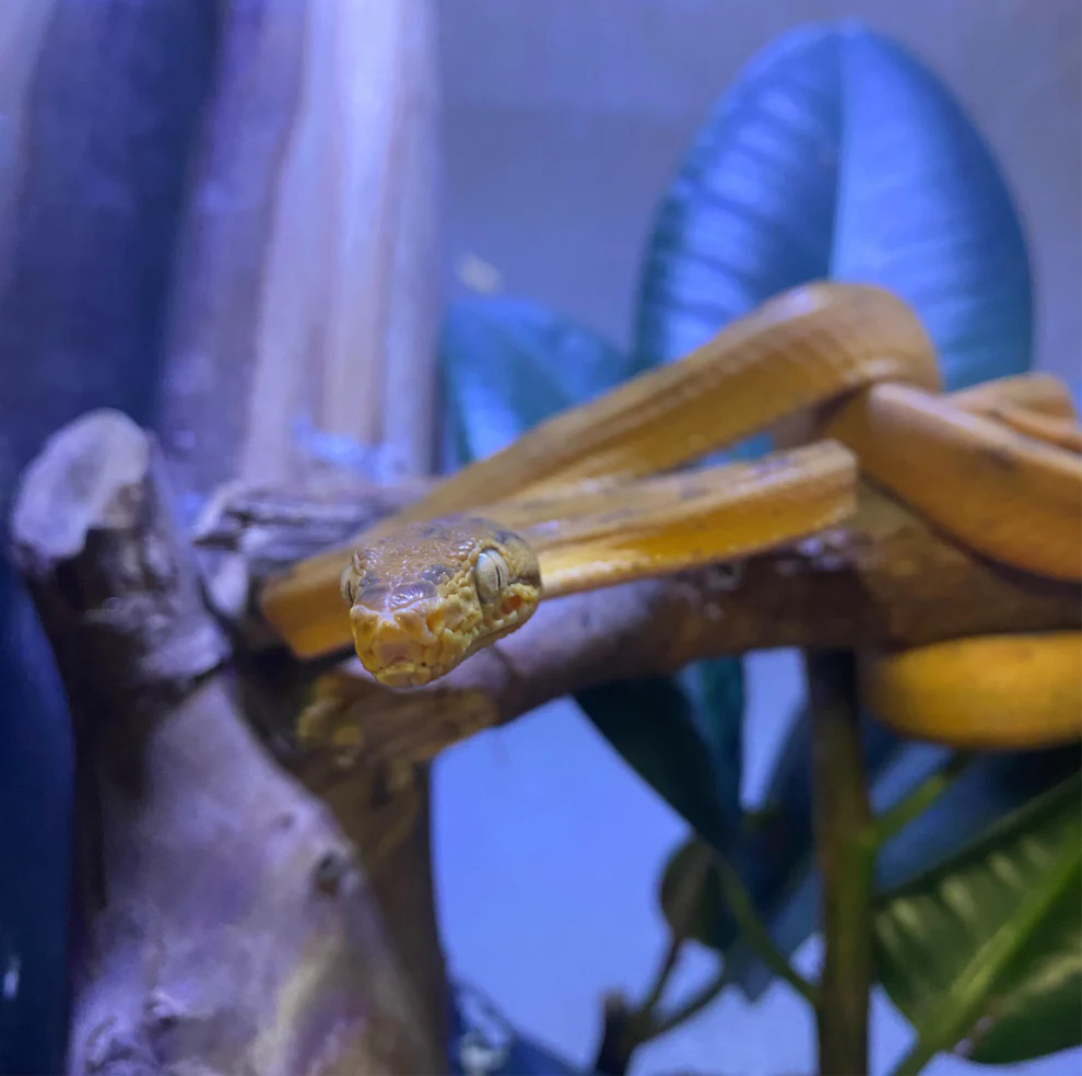 Amazon Tree Boa For Sale