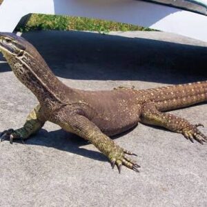 Argus Monitor for sale