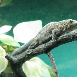 Bauer's chameleon gecko for sale