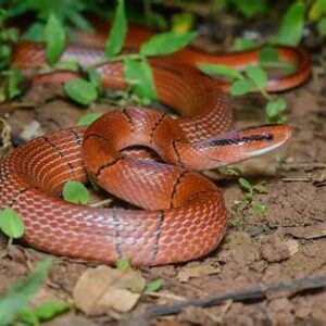 Bamboo rat snakes for sale
