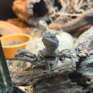 Bearded dragons various morphs