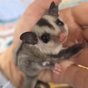 Casey – Female White Face Sugar Glider Baby for Sale