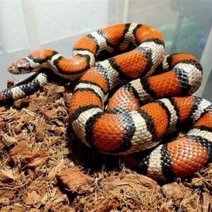 Corn snake hybrids for sale