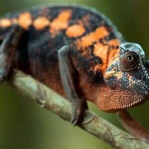 Female panther chameleons for sale