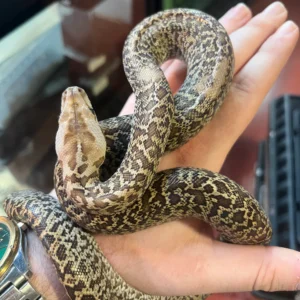 Granite Burmese Python for sale