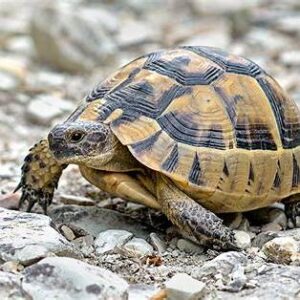 Greek Tortoise for sale
