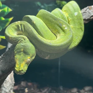 Green Tree Python for sale