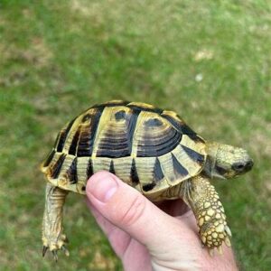 Hermann’s tortoise For Sale