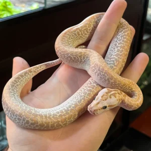 Hypo Granite Burmese Python For Sale