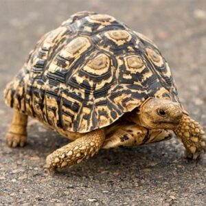 Leopard Tortoise For Sale