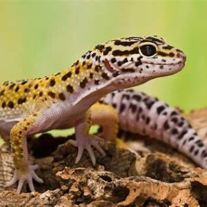 Leopard gecko for sale