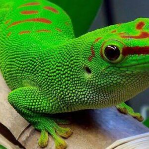 adagascar giant day gecko For Sale
