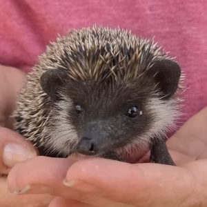 Male Baby hedgehog for sale