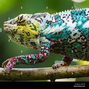 Male panther chameleons For Sale