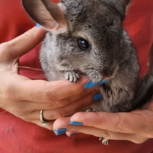 Muncie - Female Baby Chinchilla for sale