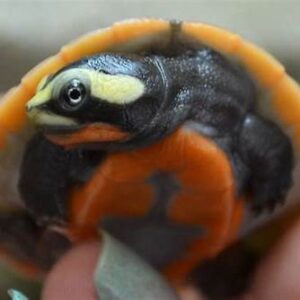 Pink Belly Sideneck turtle for sale