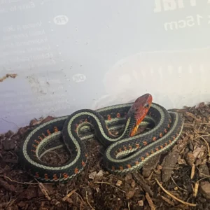Red sided garter snake For Sale