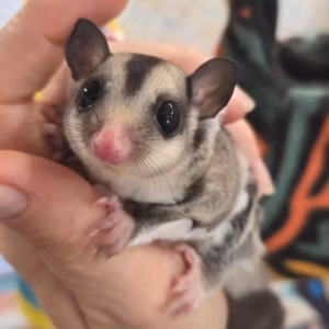 Sugar - Male Sugar Glider For Sale