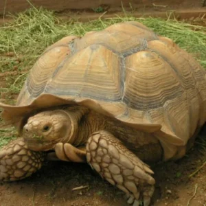 Sulcata Tortoise For Sale