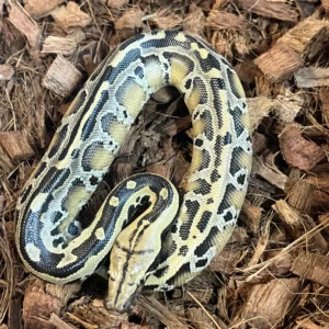 Sumatran Short-Tailed Python For Sale