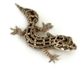Viper Gecko for sale